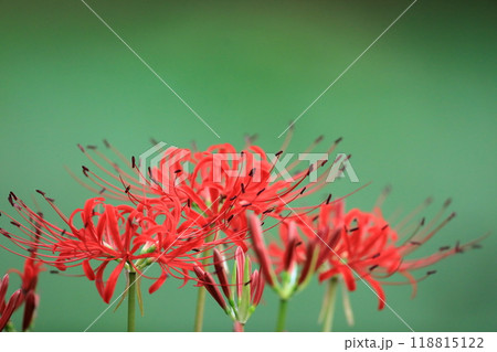 彼岸花  彼岸花  118815122