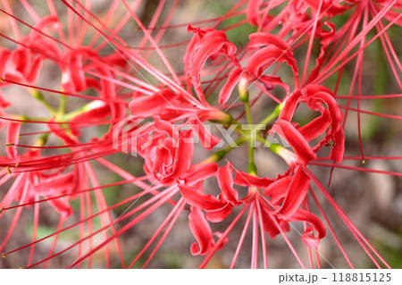 彼岸花  118815125