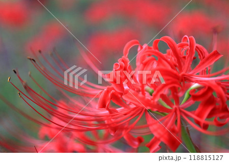 彼岸花  118815127