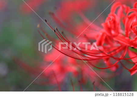 彼岸花  118815128