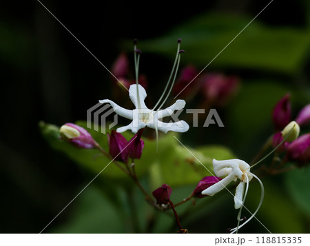 クサギの花 118815335