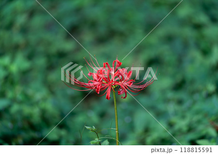 赤い彼岸花 赤い彼岸花 118815591