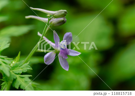 飛行機のようなかわいいセリバヒエンソウ 118815718