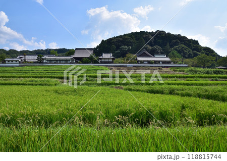明日香・橘寺と棚田の風景 明日香・橘寺と棚田の風景 118815744