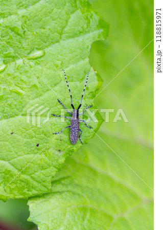 ケマダラカミキリ ケマダラカミキリ 118815971