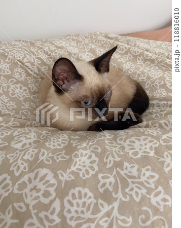 Cozy siamese kitten nestles into soft beige bedding on a neatly made bed. Pillows and blankets provide a serene and tranquil atmosphere perfect for a peaceful sleep. Pet care and domestic cat concept 118816010
