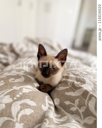 Cozy siamese kitten nestles into soft beige bedding on a neatly made bed. Pillows and blankets provide a serene and tranquil atmosphere perfect for a peaceful sleep. Pet care and domestic cat concept Cozy siamese kitten nestles into soft beige bedding on a neatly made bed. Pillows and blankets provide a serene and tranquil atmosphere perfect for a peaceful sleep. Pet care and domestic cat concept 118816020