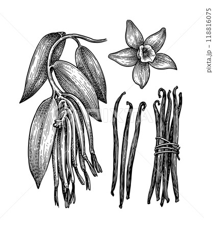 Vanilla branch, flower, and dried beans. Vanilla branch, flower, and dried beans. 118816075