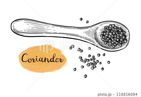 Coriander on a spoon ink sketch. Coriander on a spoon ink sketch. 118816084