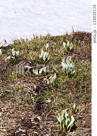 残雪そばに咲く水芭蕉 残雪そばに咲く水芭蕉 118816138