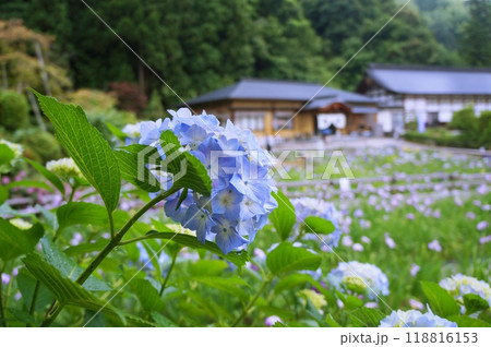 山里に咲く紫陽花 山里に咲く紫陽花 118816153