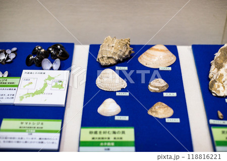 埼玉県富士見市 水子貝塚公園 水子貝塚展示館 埼玉県富士見市 水子貝塚公園 水子貝塚展示館 118816221