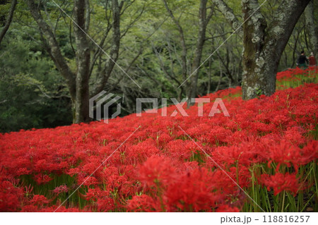 窪野彼岸花群生地 窪野彼岸花群生地 118816257