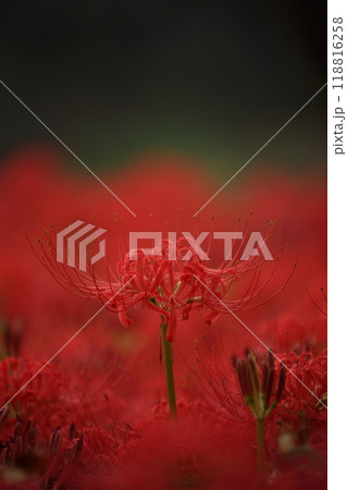 窪野彼岸花群生地 118816258