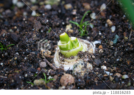 家庭菜園に植えて発芽したネギの新芽 家庭菜園に植えて発芽したネギの新芽 118816283
