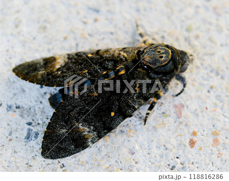 スズメガ科メンガタスズメ 118816286