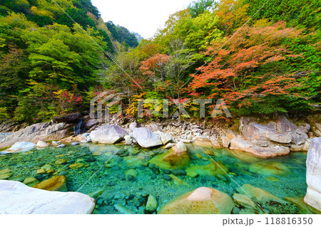阿寺渓谷の紅葉 118816350