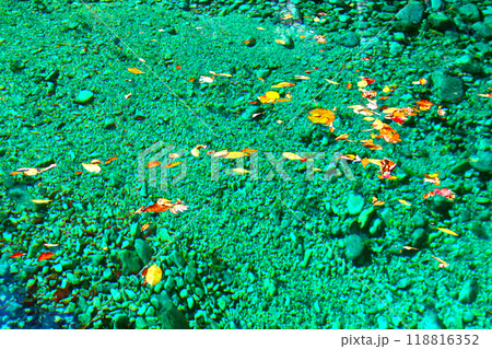 川の水面を流れる落ち葉 118816352