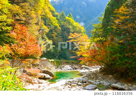 阿寺渓谷の紅葉 阿寺渓谷の紅葉 118816356