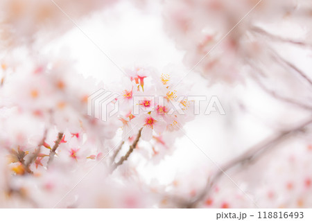 日本の春を感じさせる満開の桜 日本の春を感じさせる満開の桜 118816493