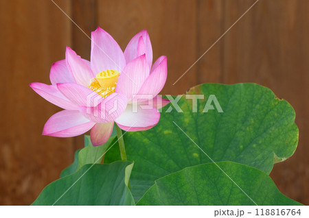 夏の花 永保寺に咲く蓮の花 夏の花 永保寺に咲く蓮の花 118816764