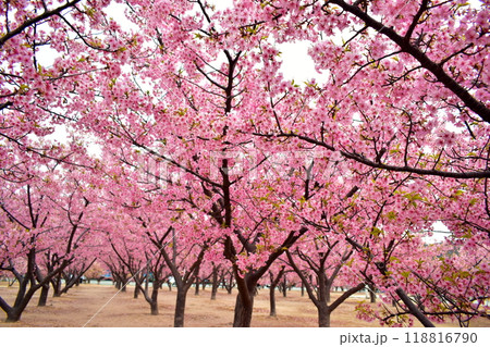 山口 萩 親水公園 河津桜 親水公園河津桜 春 山口 萩 親水公園 河津桜 親水公園河津桜 春 118816790