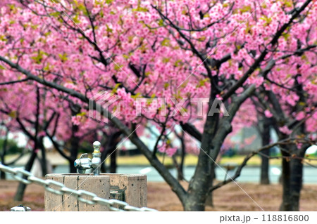 山口 萩 親水公園 河津桜 親水公園河津桜 春 山口 萩 親水公園 河津桜 親水公園河津桜 春 118816800