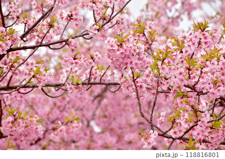 山口　萩　親水公園　河津桜　親水公園河津桜　春 118816801