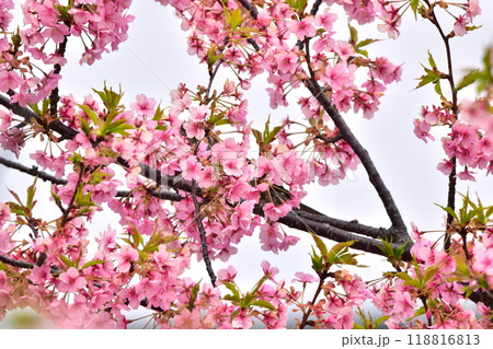 山口　萩　親水公園　河津桜　親水公園河津桜　春 118816813