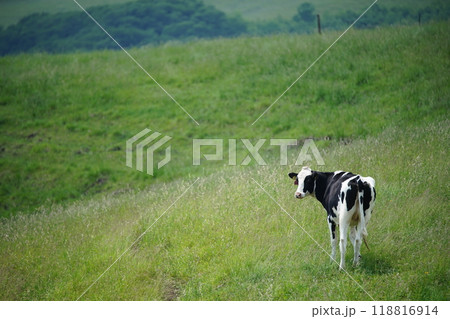 牧場を歩く牛 118816914