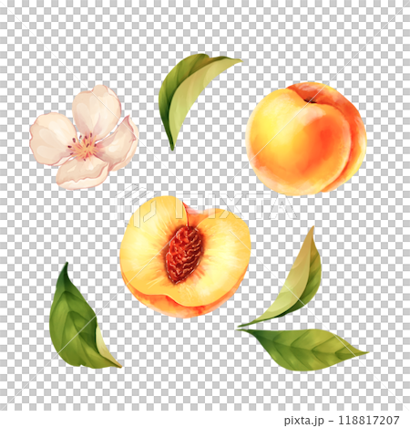 Hand drawn illustration of peach, flowers and leaves. Isolated on white 118817207