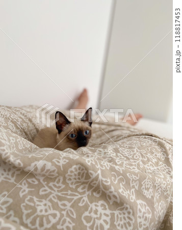 Cozy siamese kitten nestles into soft beige bedding on a neatly made bed. Pillows and blankets provide a serene and tranquil atmosphere perfect for a peaceful sleep. Pet care and domestic cat concept 118817453
