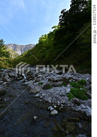 新緑の大山 新緑の大山 118817534