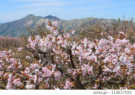 日の出平のミネザクラと裏那須連山 118817592