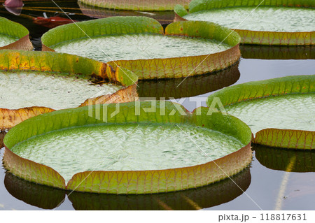 人が乗れる大きさのオオオニバスの風景 118817631