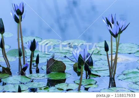 水面に咲く幻想的なスイレンの風景 水面に咲く幻想的なスイレンの風景 118817633