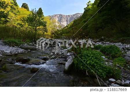 新緑の大山 118817669