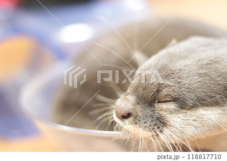 コツメカワウソのお昼寝 コツメカワウソのお昼寝 118817710