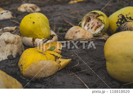 Crushed and rotted pumpkins lie in a field in September. Halloween pumpkin 118818020