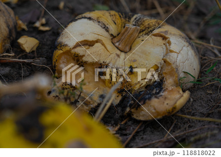 Crushed and rotted pumpkins lie in a field in September. Halloween pumpkin 118818022