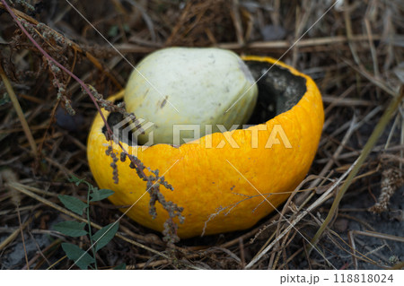 Crushed and rotted pumpkins lie in a field in September. Halloween pumpkin 118818024