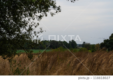 A field in the village in autumn. A flock of cranes is flying in the distance A field in the village in autumn. A flock of cranes is flying in the distance 118818027