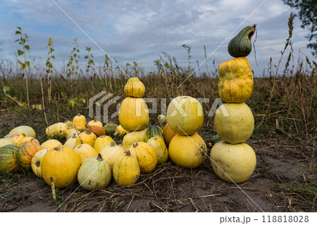 A tower of pumpkins in a field in the village in the evening A tower of pumpkins in a field in the village in the evening 118818028
