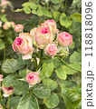 Beautiful and Vibrant Pink Roses in Full Bloom 118818096