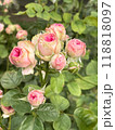 Beautiful and Vibrant Pink Roses in Full Bloom 118818097