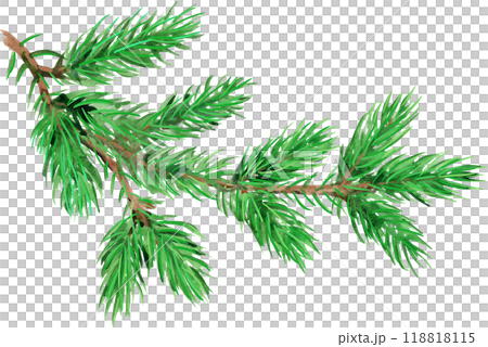 Watercolor painted fir tree branch. Forest plants for winter and Christmas decor Watercolor painted fir tree branch. Forest plants for winter and Christmas decor 118818115