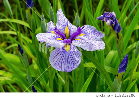 白と薄い紫のグラデーションを持つハナショウブ 118818200
