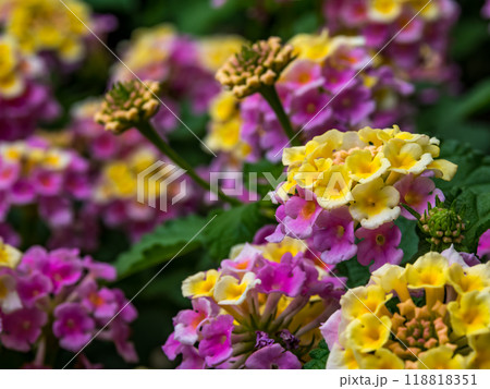 カラフルなランタナの花 カラフルなランタナの花 118818351