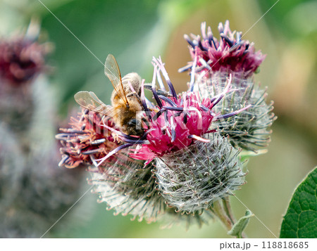 Bee on wild burdock. Wild honeybee collects nectar from flower of prickly burdock or Arctium tomentosum. Apitherapy, environment, ecosystem and agriculture concept 118818685