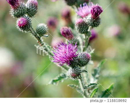 Carduus crispus, the curly plumeless thistle or welted thistle, is a biennial herb in the daisy family Asteraceae. It is native to Europe and Asia. 118818692